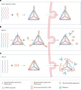 direct loading of gels|A bioswitchable delivery system for microRNA therapeutics.